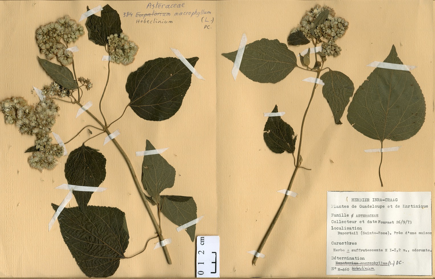 Eupatorium macrophyllum