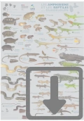 poster_amphibien_reptile