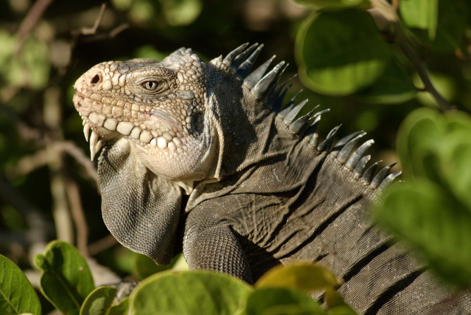 iguana delicatissima