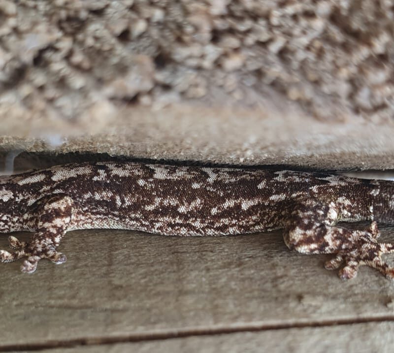 Lepidodactylus lugubris