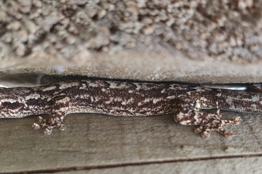 Lepidodactylus lugubris