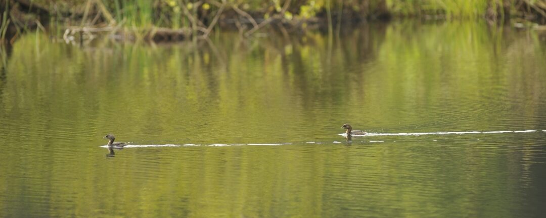 Mise à jour de Karunati du 22/12/2025