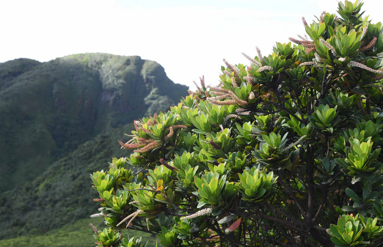 végétation sur fond de morne